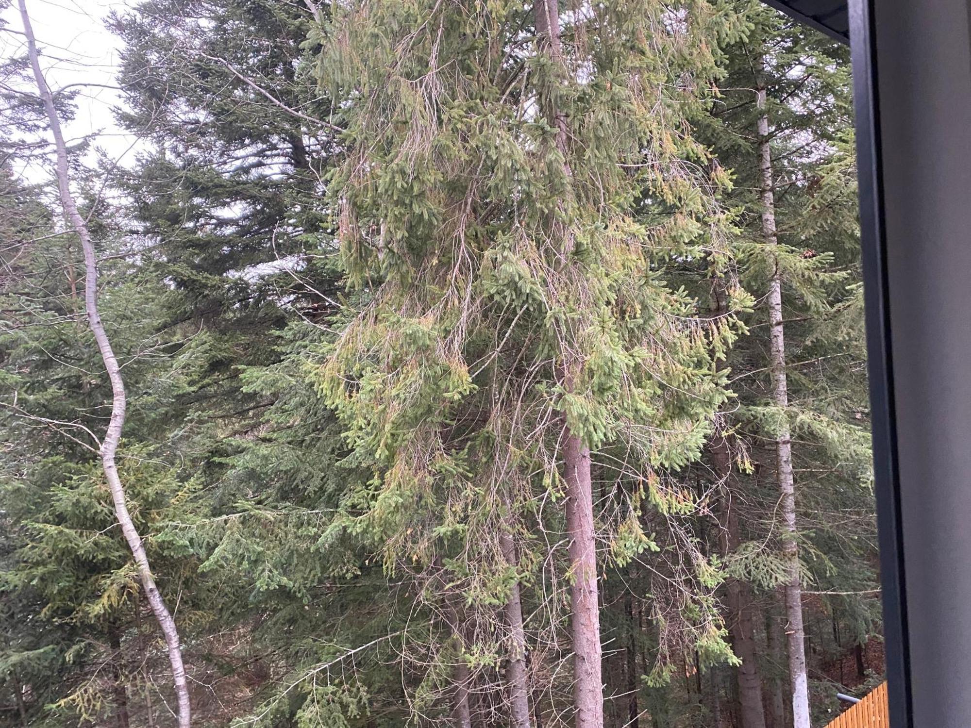 Феєрія Лісу Aparthotel Skhidnytsia Bagian luar foto